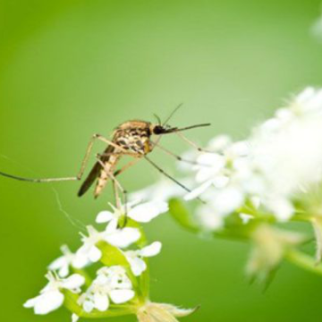 10 điều thú vị về loài muỗi