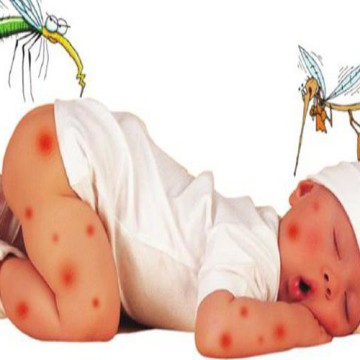 Mẹo làm bẫy bắt hết sạch muỗi trong nhà đơn giản, hiệu quả