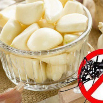 Mách bạn tuyệt chiêu đuổi muỗi ra khỏi nhà không cần dùng thuốc