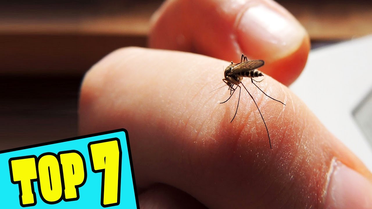 10 điều thú vị về loài muỗi 